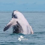 Buenaventura invita a disfrutar del último mes de temporada de avistamiento de ballenas