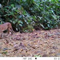 Felinos, CVC 6