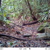 Felinos, CVC 8