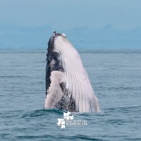 Ballenas, turismo 1