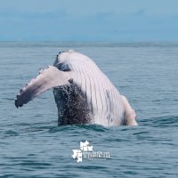 Ballenas, turismo 3