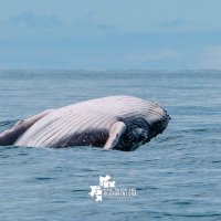 Ballenas, turismo 6