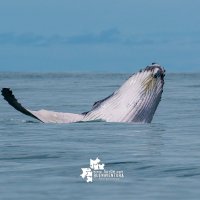 Ballenas, turismo 8