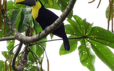 Una mirada del turismo biocultural desde el litoral Pacífico colombiano