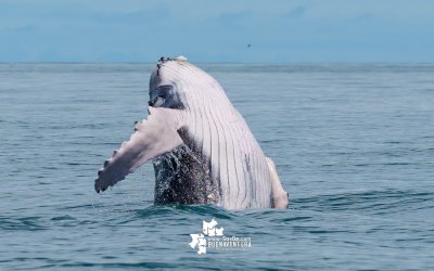 Buenaventura invita a disfrutar del último mes de temporada de avistamiento de ballenas
