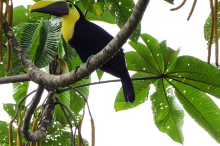 Una mirada del turismo biocultural desde el litoral Pacífico colombiano