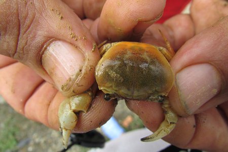 Programa de Acuicultura de Unipacífico consolida sus procesos de investigación sobre especies marinas y  de agua dulce
