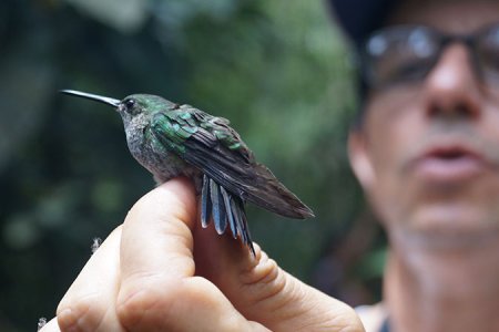 Docente de la Unipacífico adelanta estudio sobre la avifauna en Sacarías y en el área boscosa del campus universitario