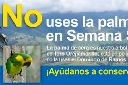 EPSA te invita a no usar la palma de cera en este Domingo de Ramos