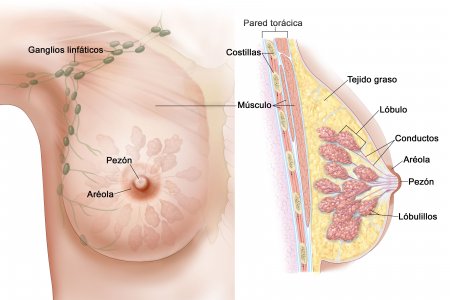 Avances científicos y cáncer de seno