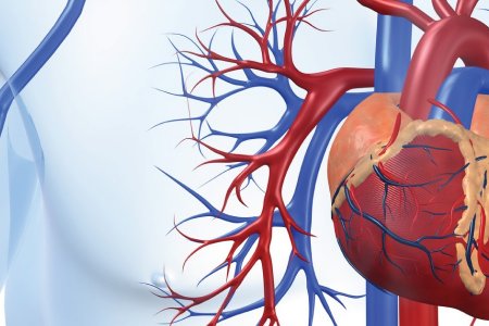 Enfermedades cardiovasculares, primera causa de muerte en el mundo