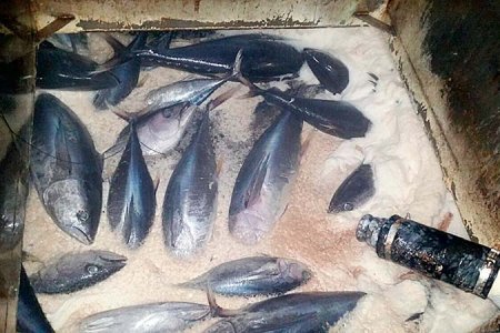 Autoridad de pesca certificó 70 toneladas de pesca ilegal transportada en el  buque “Cabo de Hornos”