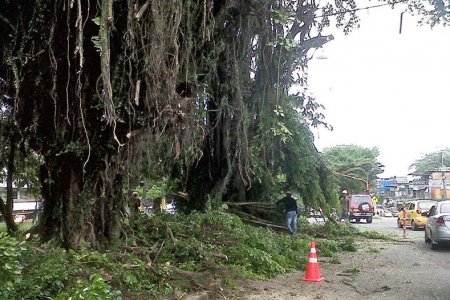 Avanzan los trabajos de poda y tala de árboles en el separador vial de la Autopista Simón Bolívar