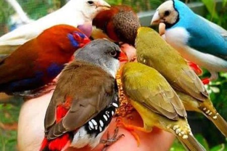 “El Valle de Colores”, la iniciativa que fomentará el avistamiento de aves en la región