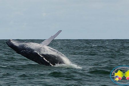 Juanchaco será epicentro del Festival de la Ballena Yubarta
