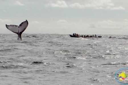 Se realizó el Festival de la Ballena Yubarta en Juanchaco