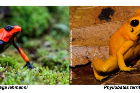 Epsa y Uniandes investigan ranas venenosas del Pacífico colombiano amenazadas de extinción para promover su conservación