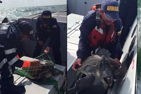 La Armada Nacional rescató una tortuga marina cerca a la isla Gorgona