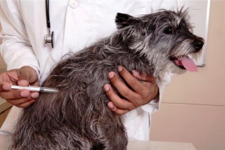 Secretaría de Salud del Valle recomienda revisar vacunación de perros y gatos ante alerta nacional por rabia
