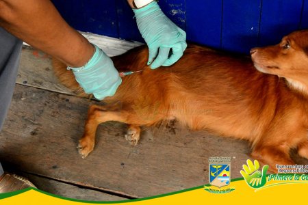 Se realizó jornada de vacunación antirrábica de mascotas