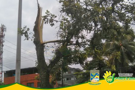 Caída de árbol en la entrada al barrio El Jorge es investigada por el EPA