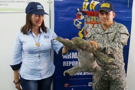 La Armada Nacional rescató un oso perezoso en zona rural de Buenaventura