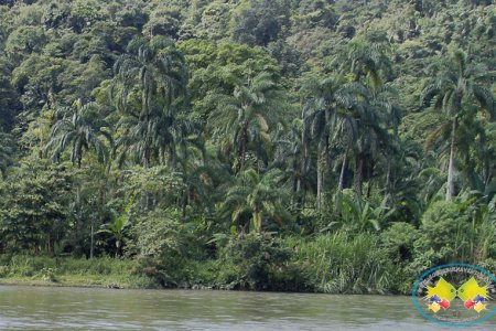 4.000 semillas de chontaduro fueron entregadas a la comunidad de la vereda Palmeras de Buenaventura