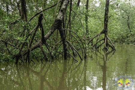 Lanzan Campa&ntilde;a de Orgullo para conservar el Manglar