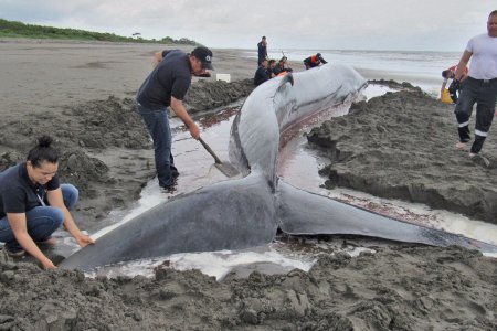 Pese a esfuerzos por rescatarla, fallece ballena que había encallado en playas de Tumaco