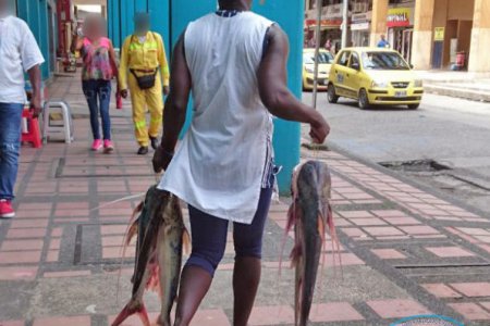 Podrían estarse encogiendo los peces debido al cambio climático