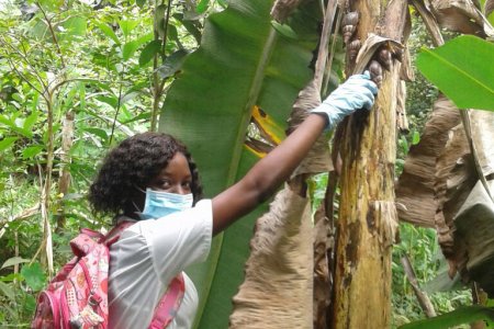Eliminan cien kilos de caracol africano en Puerto Merizalde