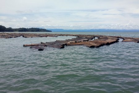La Armada Nacional incautó madera transportada de manera ilegal en Buenaventura