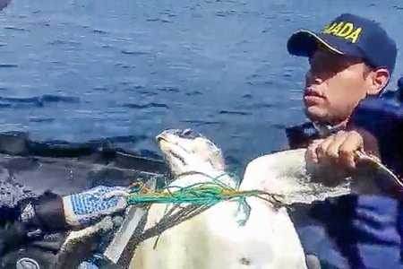 La Armada Nacional liberó tortuga enredada en una red de pesca en Gorgona