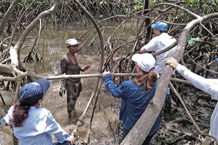 La CVC, comunidades locales y otras organizaciones, buscan conservar el manglar y la piangúa