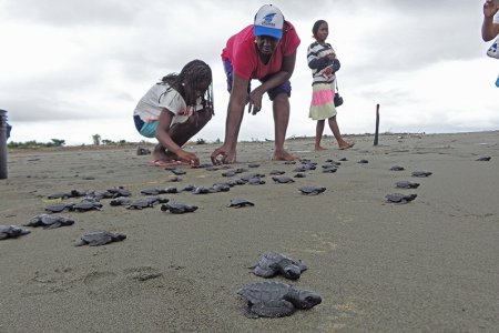 En Puerto Espa&ntilde;a, ayudan a 98 crías de tortuga a llegar al mar