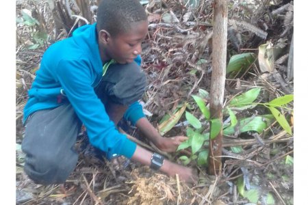 Estudiantes realizaron reforestación en el Bajo Calima