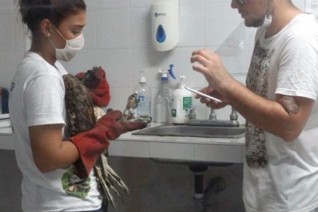 CVC atiende águila que provendría de EE. UU.