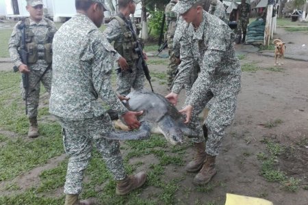 Rescatan y liberan tortuga marina en Nari&ntilde;o