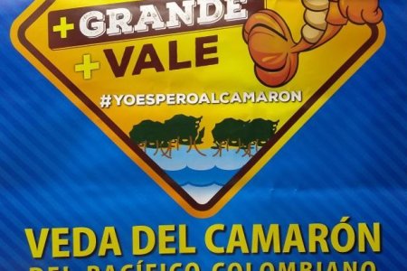 Inició la veda de camarón de aguas profundas y someras en el pacífico colombiano