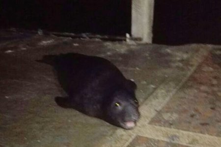 León marino apareció en playa de Piangúita y CVC pide no molestar al animal
