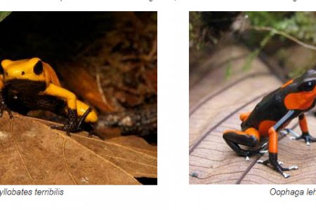 Epsa y Uniandes entregan primeros resultados de investigación sobre dos ranas venenosas colombianas en amenaza de extinción
