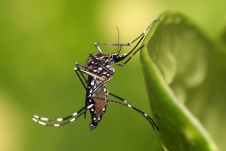 La Secretaría de Salud hace llamado a la consulta oportuna por aumento en casos de Dengue en Buenaventura