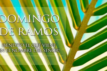 La CVC liderará campa&ntilde;a educativa para evitar uso de palmas silvestres en domingo de ramos