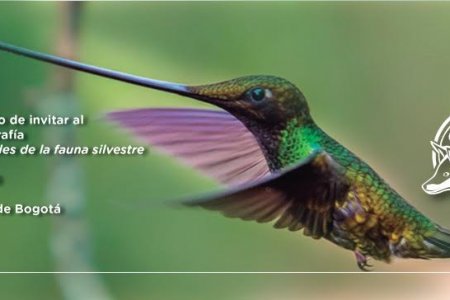 Bogotá Vive Natural, crónicas visuales de la fauna silvestre