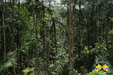 33 Autoridades Ambientales ya están implementando los instrumentos de gobernanza forestal en Colombia