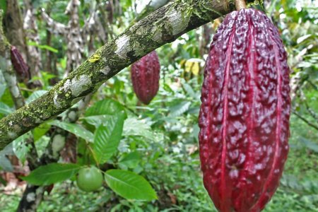 4.000 semillas de cacao fueron entregadas a agricultores de Sabaletas en Buenaventura