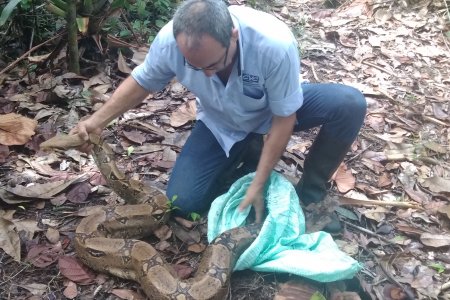CVC liberó en zona boscosa de Buenaventura 51 animales que estaban en cautiverio