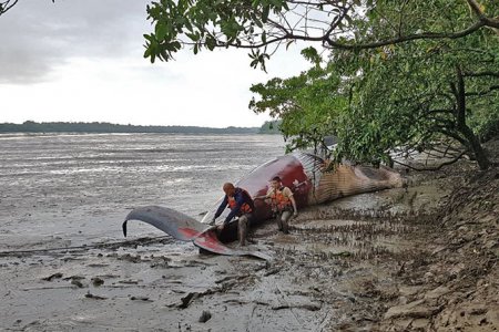 Cerca de la zona portuaria hallaron ballena muerta en la bahía de Buenaventura