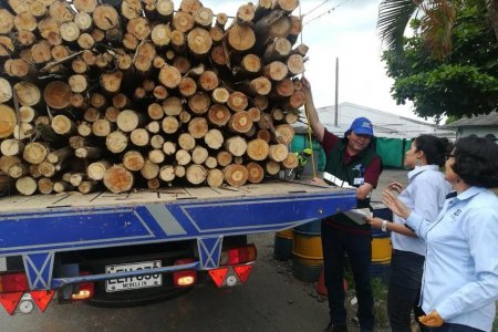 En marcha Plan de Contingencia por falta de papelería para la expedición de salvoconducto para transportar forestal