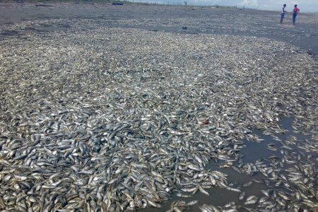 Autoridades ambientales investigan causas de mortandad de peces en el sur del Chocó